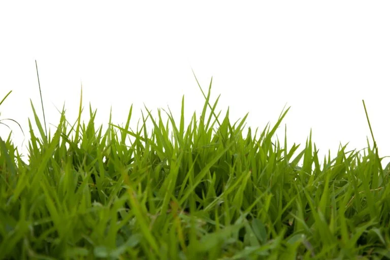 Lawn insect control in DFW