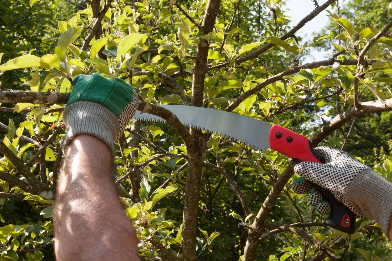 Professional tree and shrub trimming in DFW