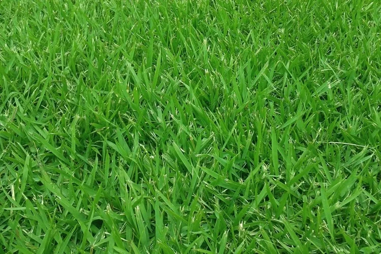 Zoysia grass lawn in DFW