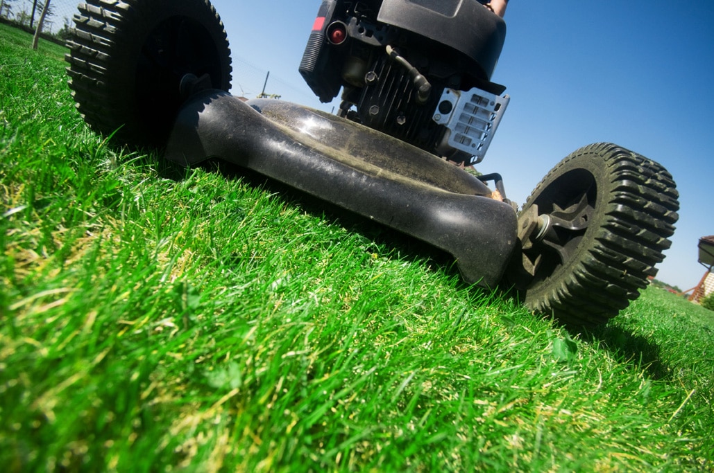 How Often Should You Mow Your Lawn?