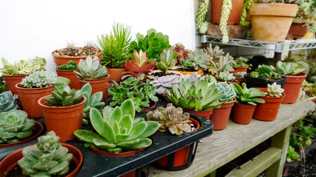 Benefits of Growing Cacti and Succulents Indoors