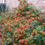 ground cover plants for texas 