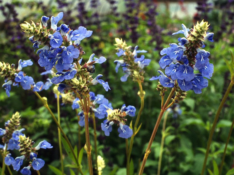 Top 5 Blue Salvia Varieties for Texas Landscapes