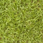 bermuda grass when to seed