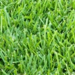 best grass type for north texas