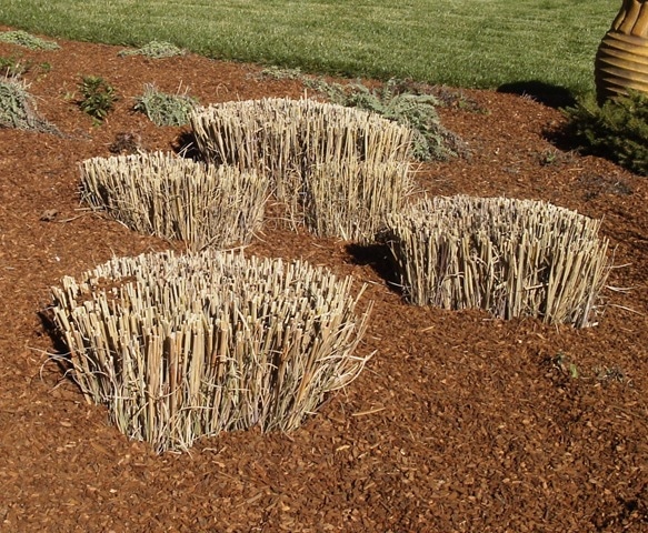How to Prune Ornamental Grasses - Ryno Lawn Care, LLC