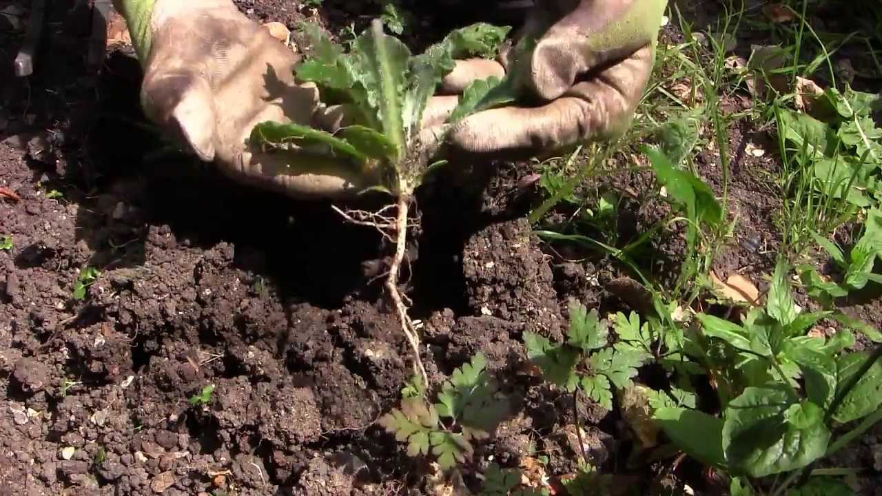 How to Get Rid of Dandelion Weeds