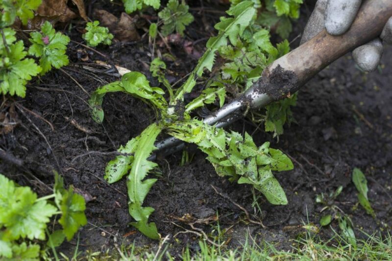Get Rid of Weeds: How to get rid of weeds in Flower Beds