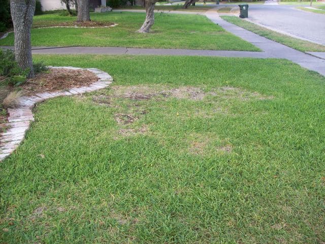 Preventing Lawn Disease - What You Need to Know