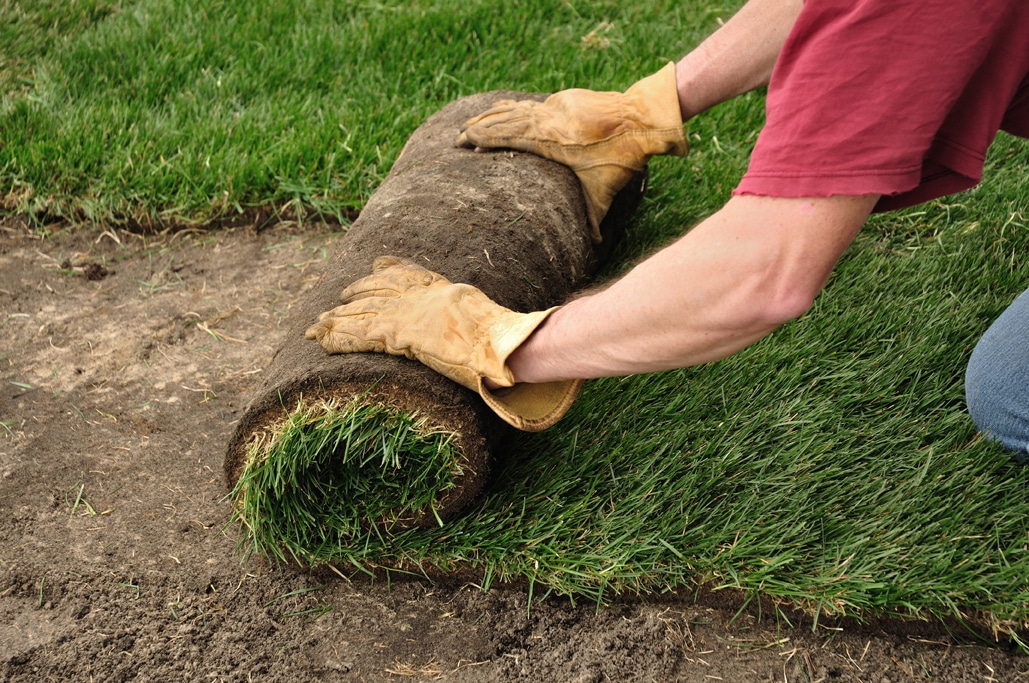 Seeds vs Sod for North Texas Lawns - Ryno Lawn Care, LLC