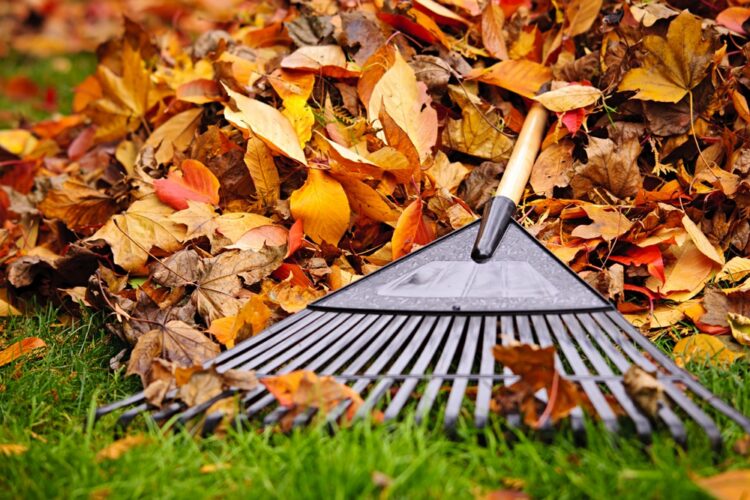 Leaf Cleanup in the Fall Season - Ryno Lawn Care
