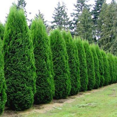 Fast Growing Privacy Shrubs - Ryno Lawn Care, LLC