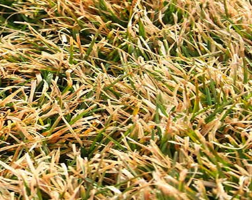 When Do Lawns Come Out of Dormancy? A Helpful Guide