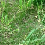 what kills quackgrass