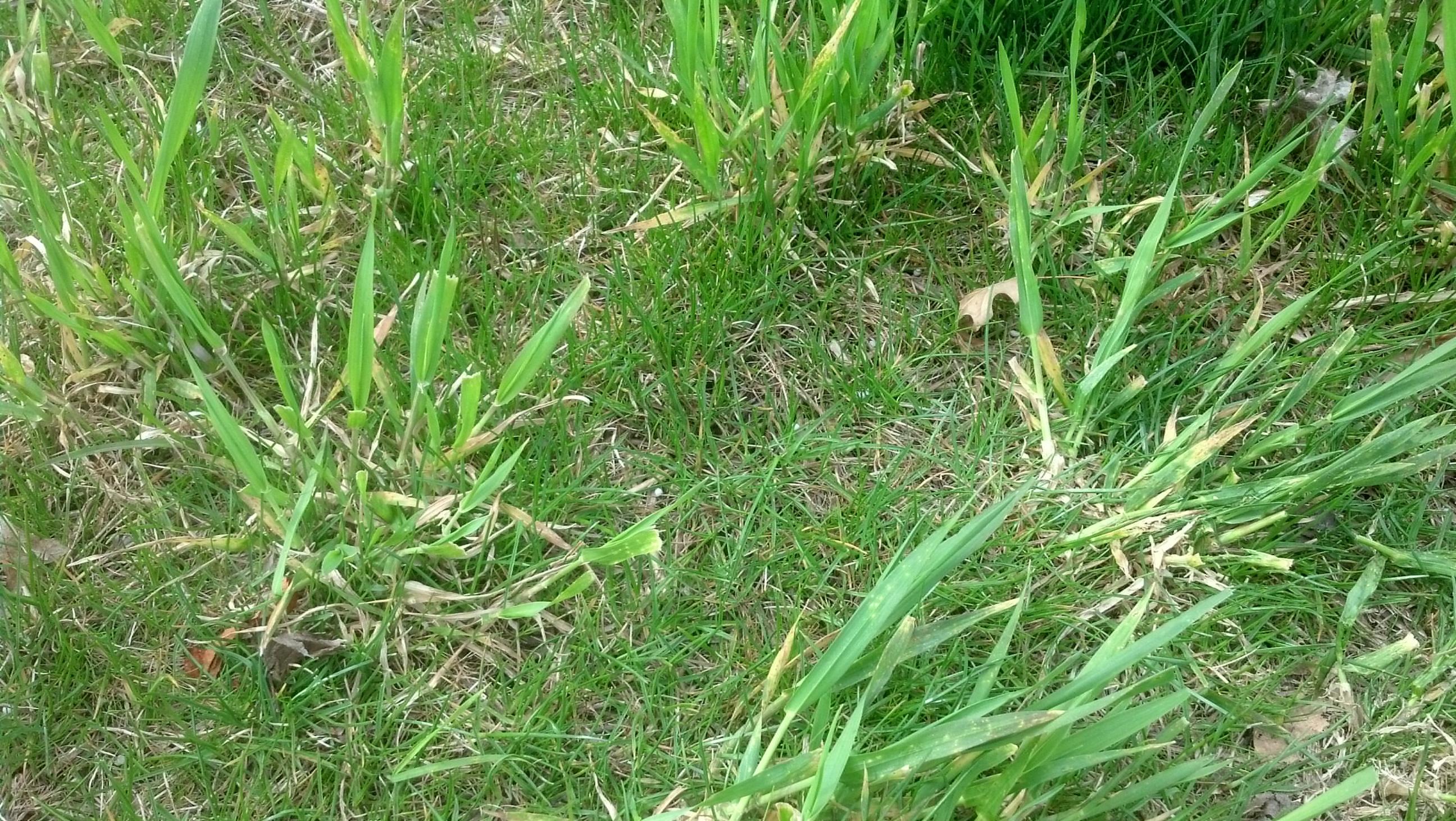 What Kills Quackgrass? Effective Weed Control Tips for Your Lawn