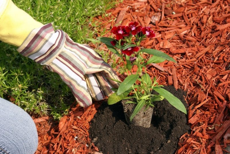 Best Mulch for Landscaping in North Texas: A Complete Guide