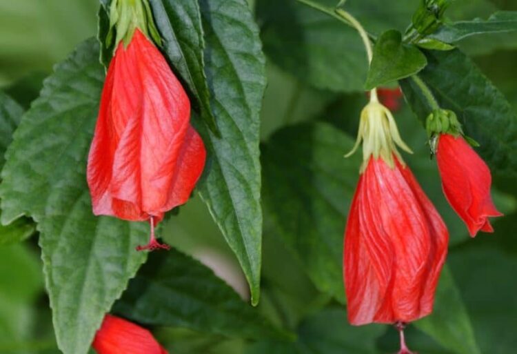Proper Ways to Water Plants in the Sun