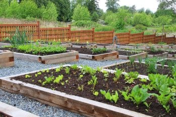 best way to water vegetable garden