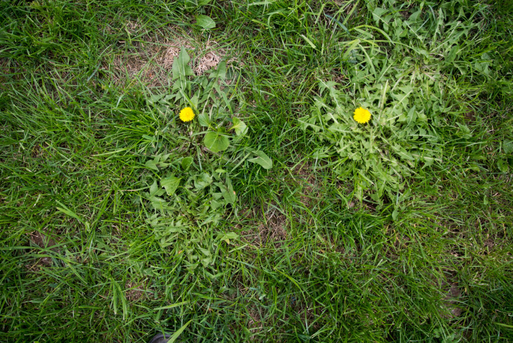 fall lawn with weeds