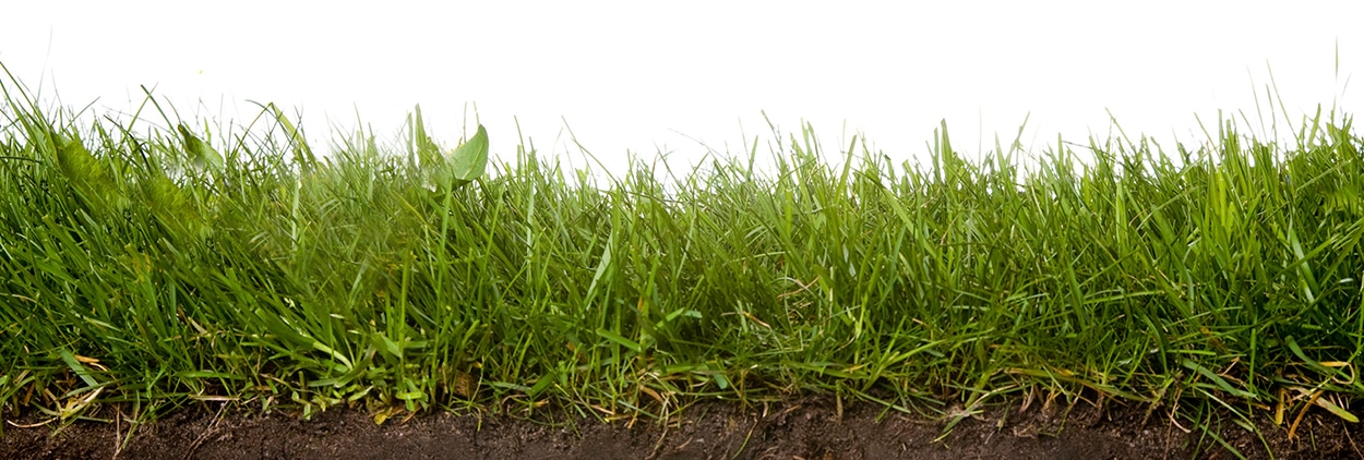 Planting Grass Seed in Summer - Ryno Lawn Care, LLC