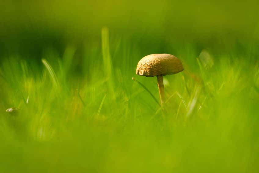 Lawn Mushroom Killer- Steps to Eliminate Lawn Mushrooms