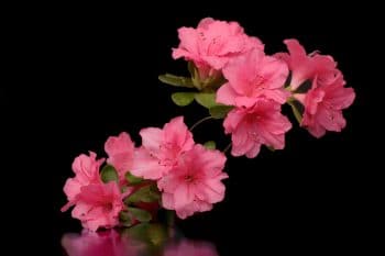 guide to fertilizing azaleas