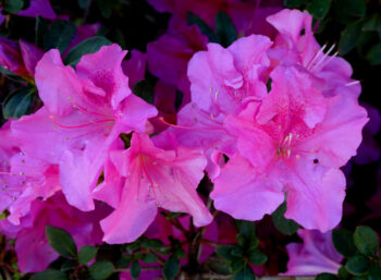 fertilize azaleas