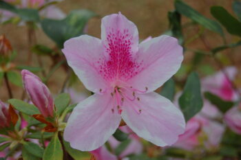 pink azalea