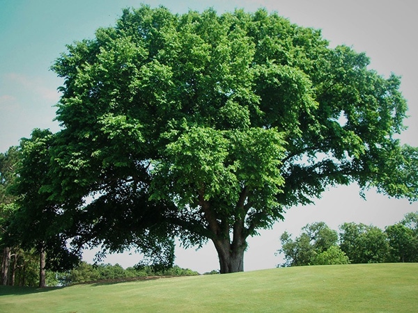 How to Plant a Tree - Ryno Lawn Care, LLC