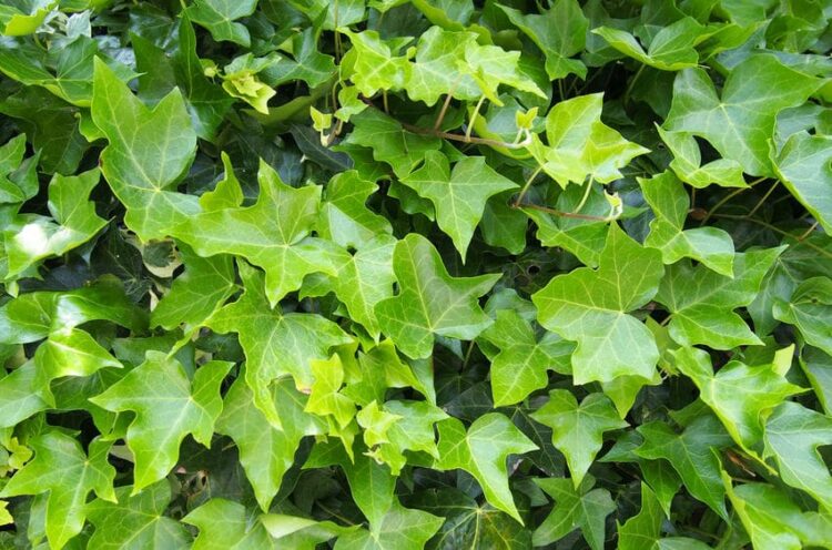7 Ground Cover Plants for Texas