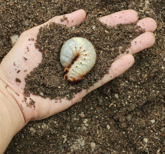 Insect Control: How to Control Grub Worms in Lawn