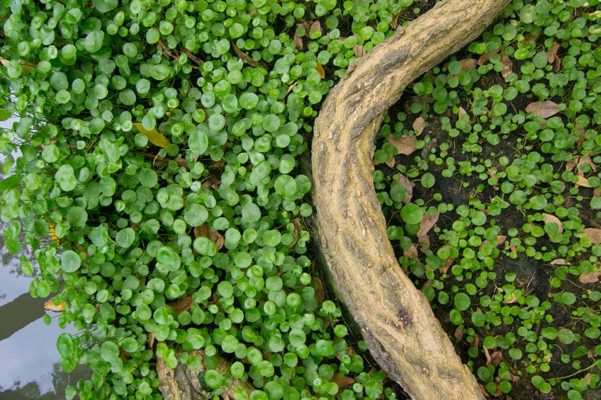 What Kills Dollarweed but Not Grass in North Texas Lawns?