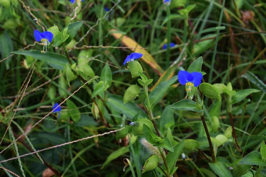 Dayflower Weed Control Tips for North Texas Homeowners