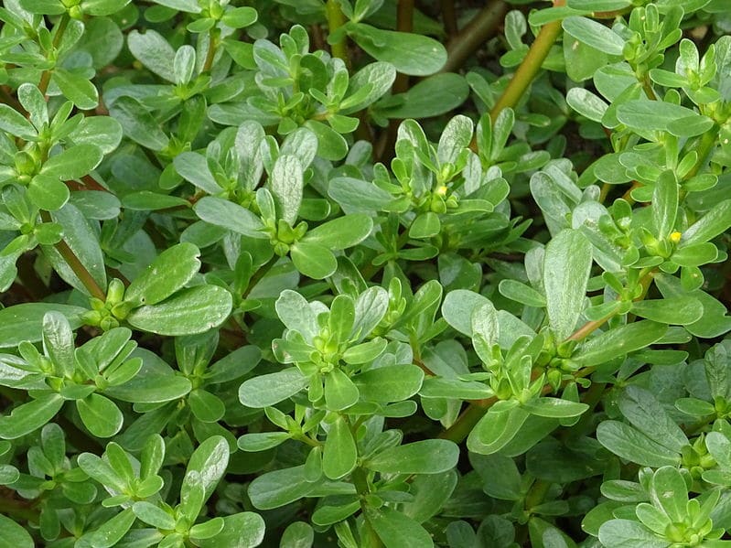 What Kills Purslane: Best Herbicides & Natural Methods