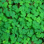 clover spring weed