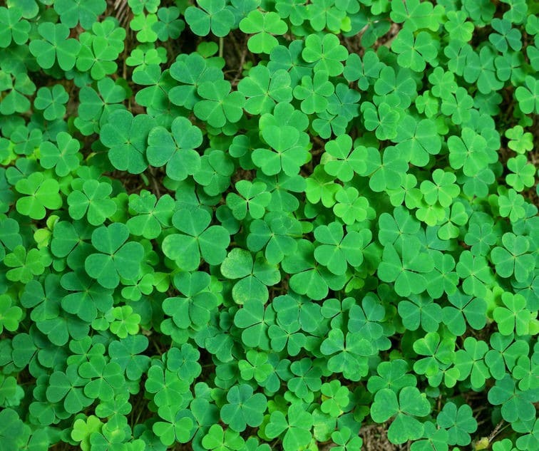 clover spring weed