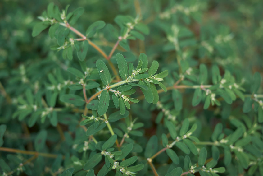 spurge weed