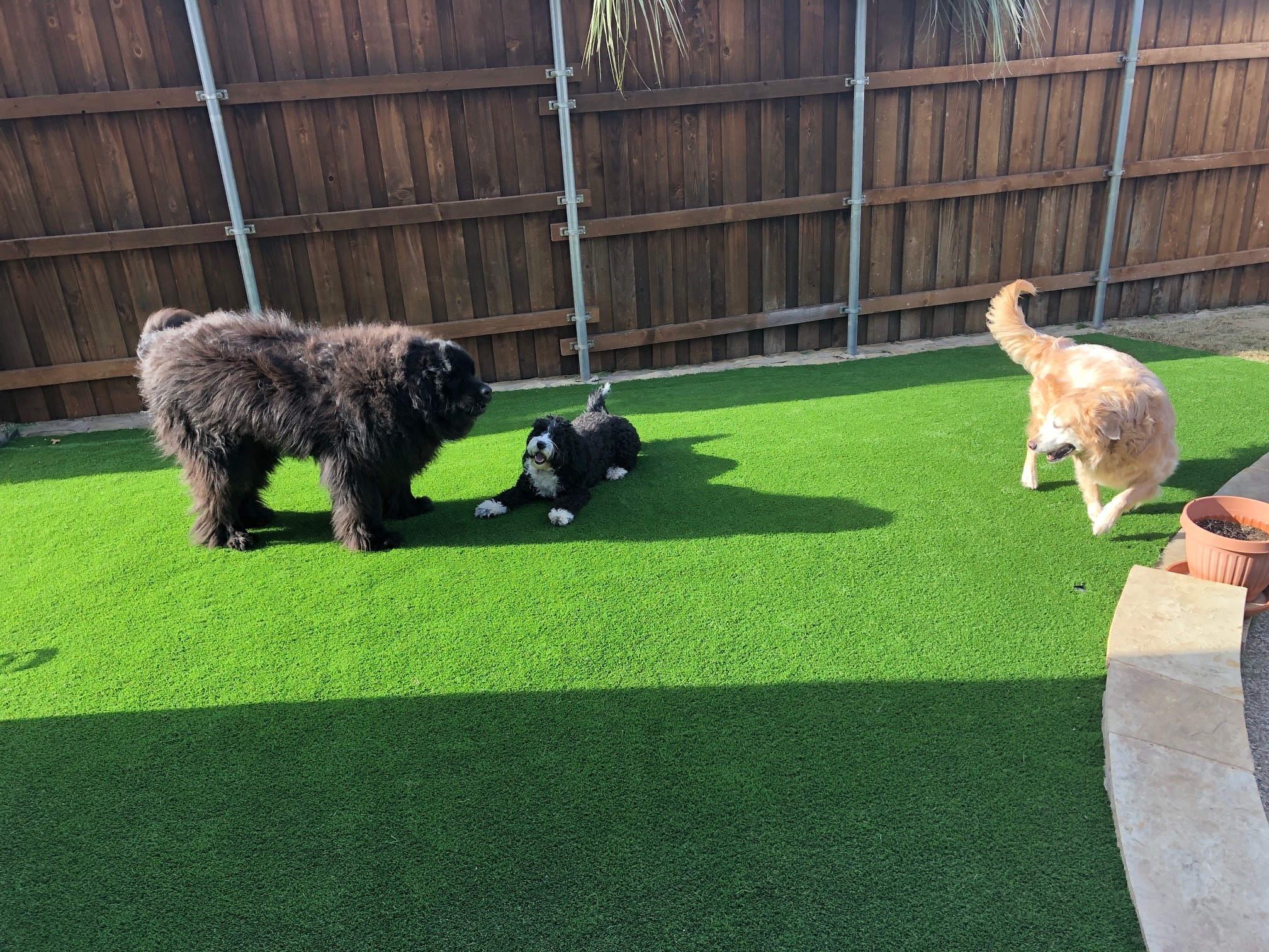 Dog-Friendly Backyard Landscaping Ideas - Ryno Lawn Care, LLC