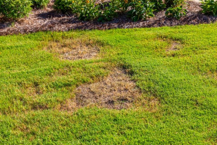 How to Treat and Prevent Zoysia Patch Disease