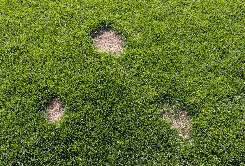 Treating Lawn for Fungus | Identify, Treat, & Prevent
