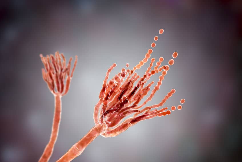 Red Thread and Rust Lawn Diseases - Ryno Lawn Care, LLC