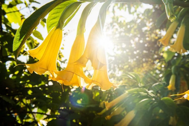 Cold Hardy Plants That Look Tropical- Liven Up Your Garden!