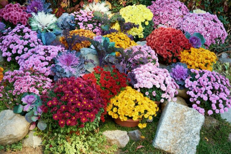 Fall Flowers to Plant in Lewisville