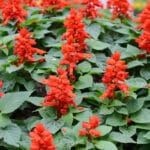 ground cover plants for texas