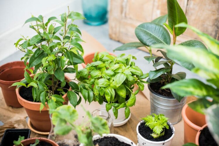 Keep Outdoor Potted Plants Alive in Winter