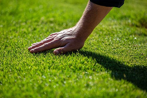 lawn mowing services DFW