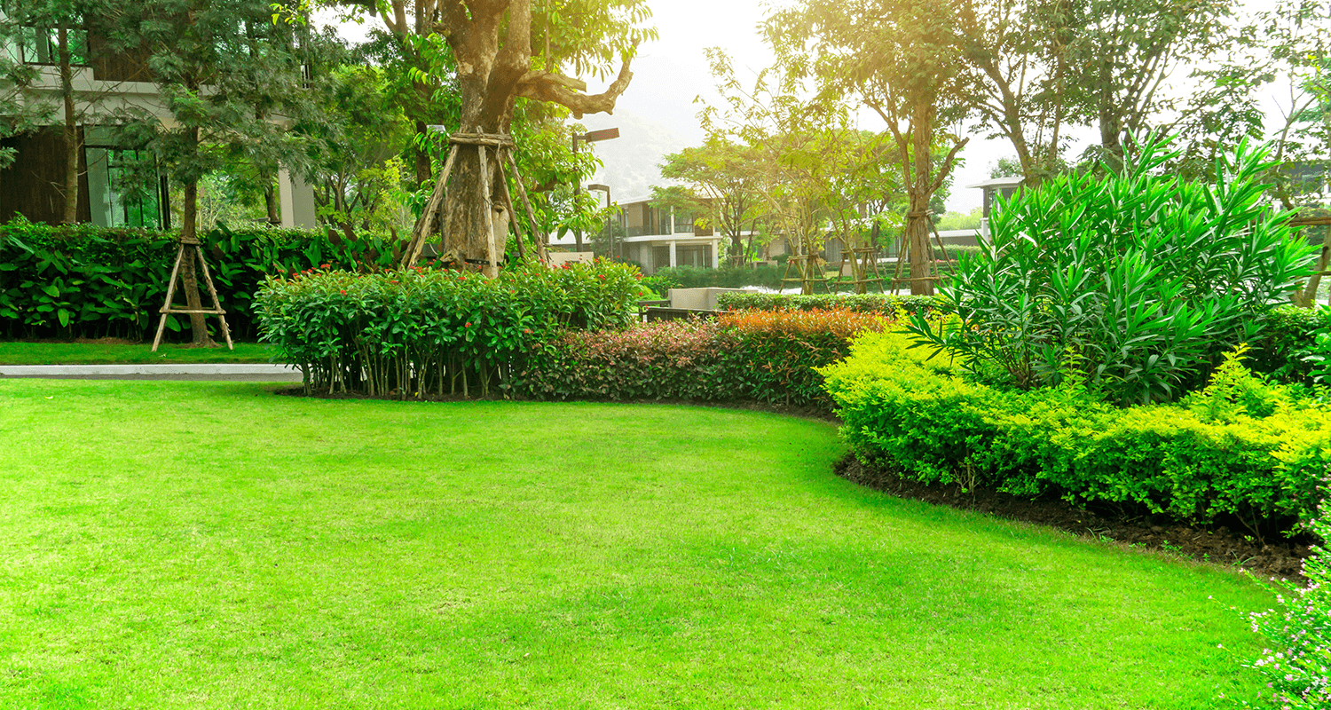 When Will My Grass Start Growing?