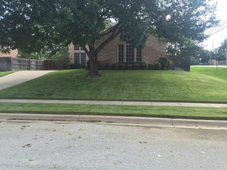 What Grass Grows Well in the Shade? - Ryno Lawn Care, LLC