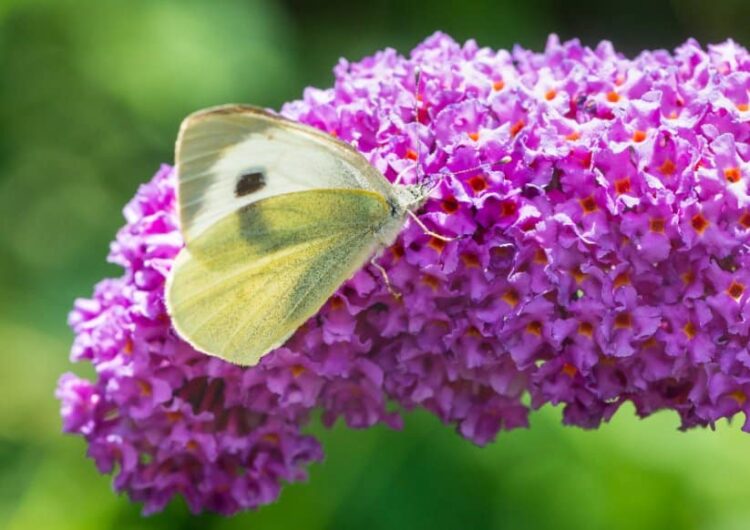 What Flowers Attract Hummingbirds and Butterflies?