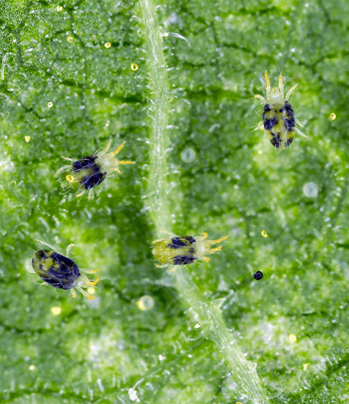 how to get rid of spider mites